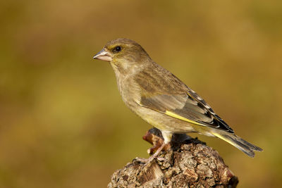 Close-up of bird perching on branch