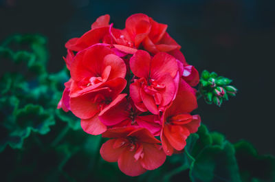 Close-up of red rose