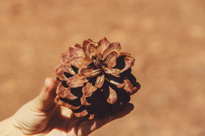 Close-up of hand holding leaf