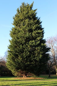 Tree on field against clear sky