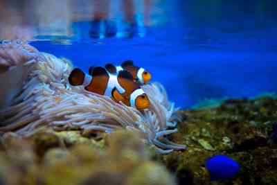 Close-up of clownfish swimming in water