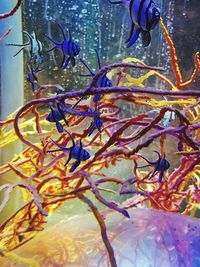 Close-up of jellyfish swimming in water