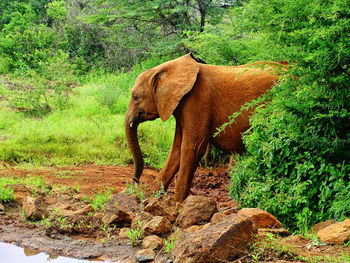 Side view of elephant in forest