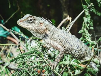 Close-up of a lizard on tree