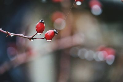 Close-up of wet red berries on twig