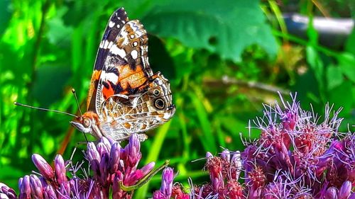 Close-up of butterfly perching on plant