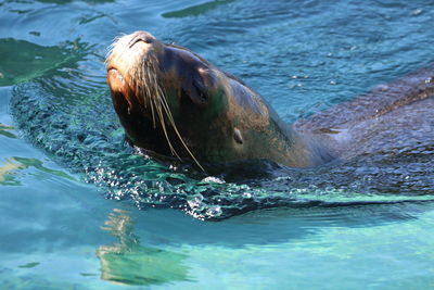 Close-up of sea lion swimming in sea