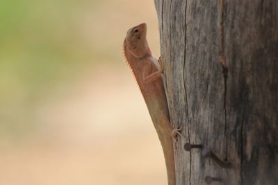 Close-up of squirrel on wood