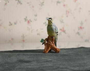 Close-up of bird perching on wall