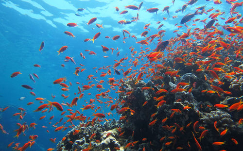 School of fish swimming in sea