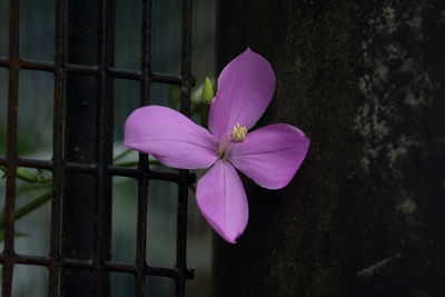 Close-up of purple iris blooming outdoors
