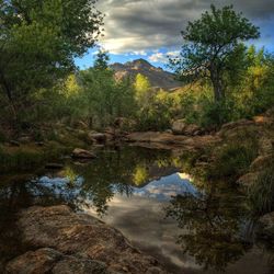 Reflection of trees in lake