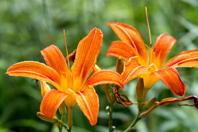 Close-up of orange lily blooming outdoors