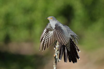 Close-up of bird perching on a tree