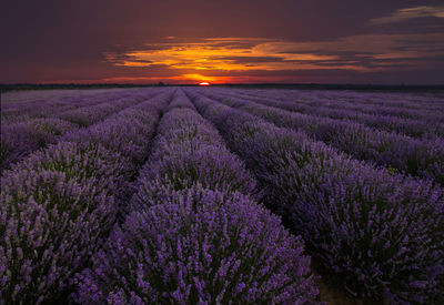 Lavenders blooming on field against sky during sunset