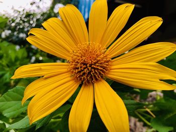 Close-up of yellow flower