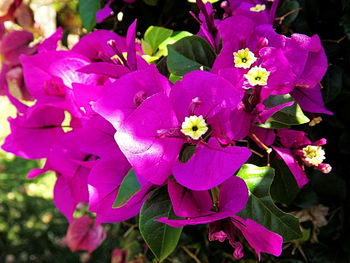 Close-up of pink flowers