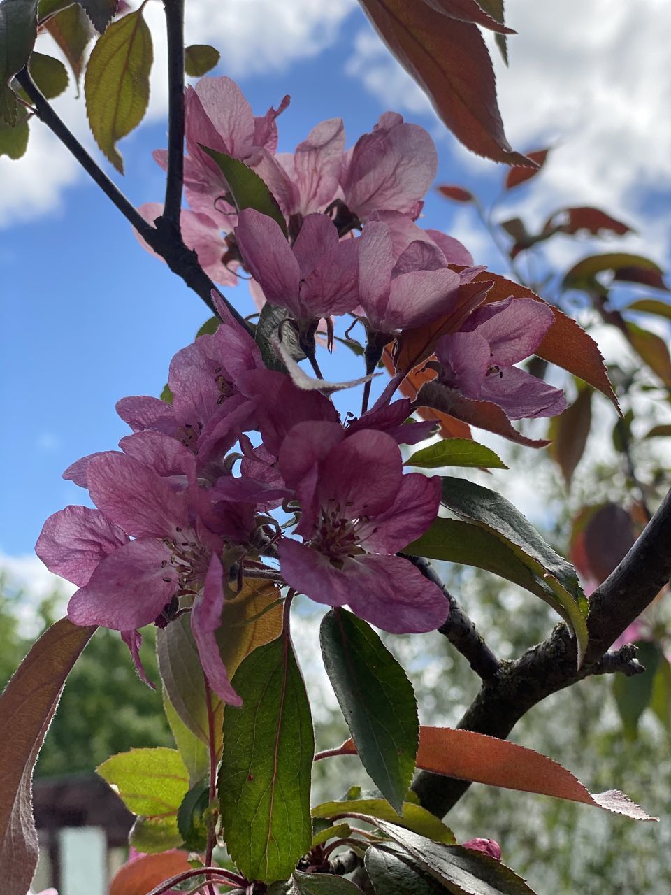 CLOSE-UP OF CHERRY BLOSSOM TREE