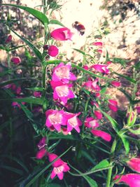 Close-up of pink flowers blooming on tree