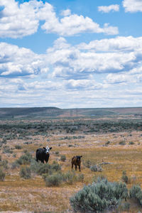 View of sheep on landscape