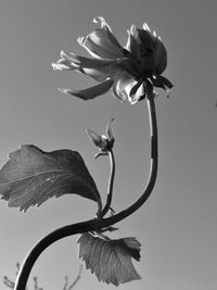Close-up of wilted flower against sky