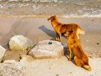 High angle view of a horse on beach