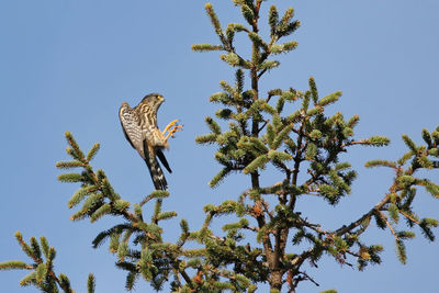 Low angle view of eagle flying by tree against sky