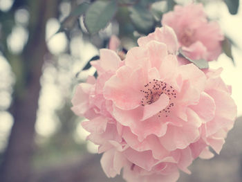 Close-up of pink rose flower