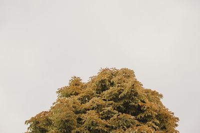 Low angle view of tree against sky