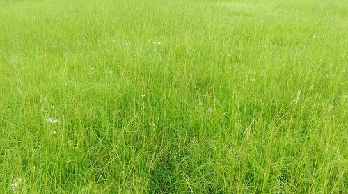 Full frame shot of grassy field