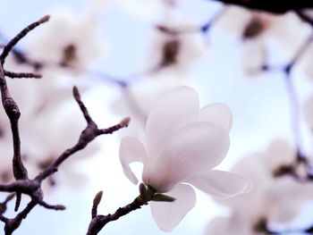 Close-up of cherry blossoms in spring