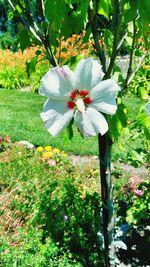 Close-up of white flowers blooming outdoors