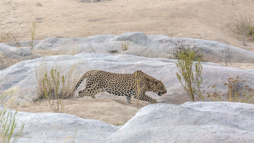 View of a cat on rock