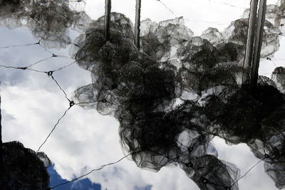 Low angle view of trees against sky