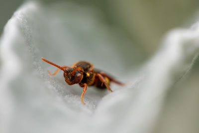 Close-up of bee