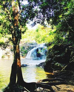 Scenic view of waterfall in forest