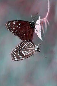 Close-up of butterfly pollinating flower