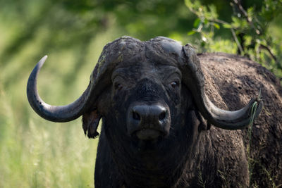 Close-up of cape buffalo glaring at camera