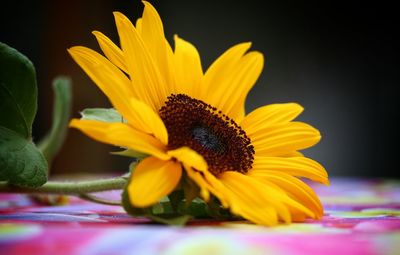 Close-up of yellow flower