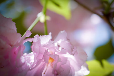 Close-up of pink cherry blossom