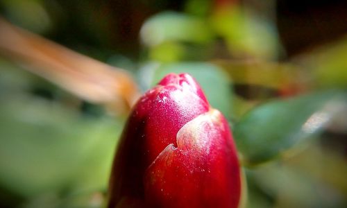 Close-up of red rose