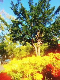 Low angle view of trees against sky