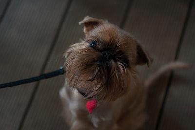 Close-up of a dog