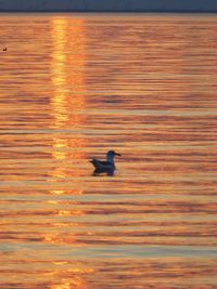 Bird flying over sea during sunset