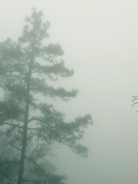 Low angle view of trees against sky