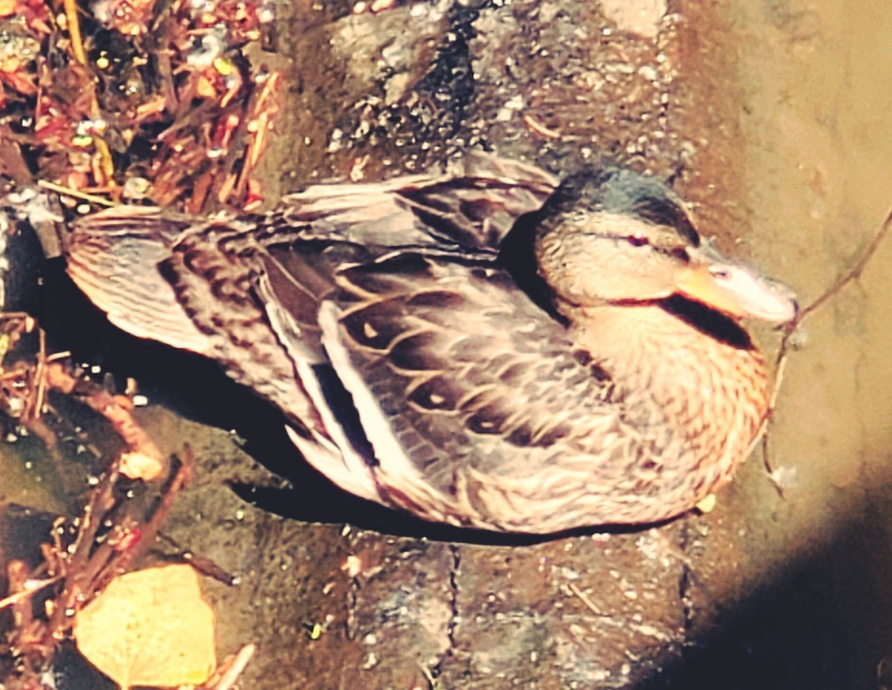 animal themes, animal, bird, animal wildlife, wildlife, duck, one animal, no people, nature, ducks, geese and swans, high angle view, water bird, day, sunlight, mallard, beak, close-up, poultry, water, outdoors