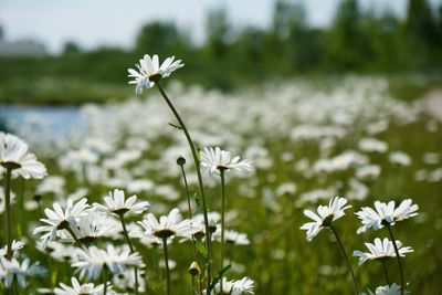 Close-up of white flowering plant on field