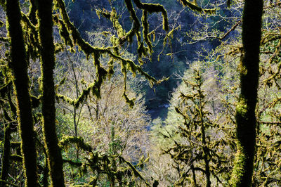 Full frame shot of tree trunks in forest