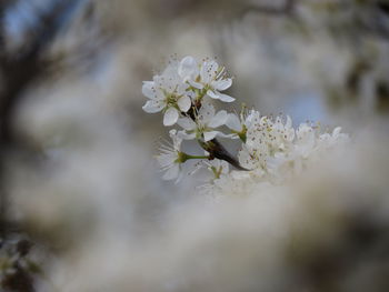 Close-up of white cherry blossom tree