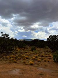 Trees on field against sky